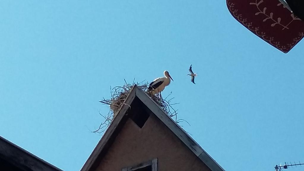 Ferienwohnung La Legende Des 2 Pierres Eguisheim Exterior foto